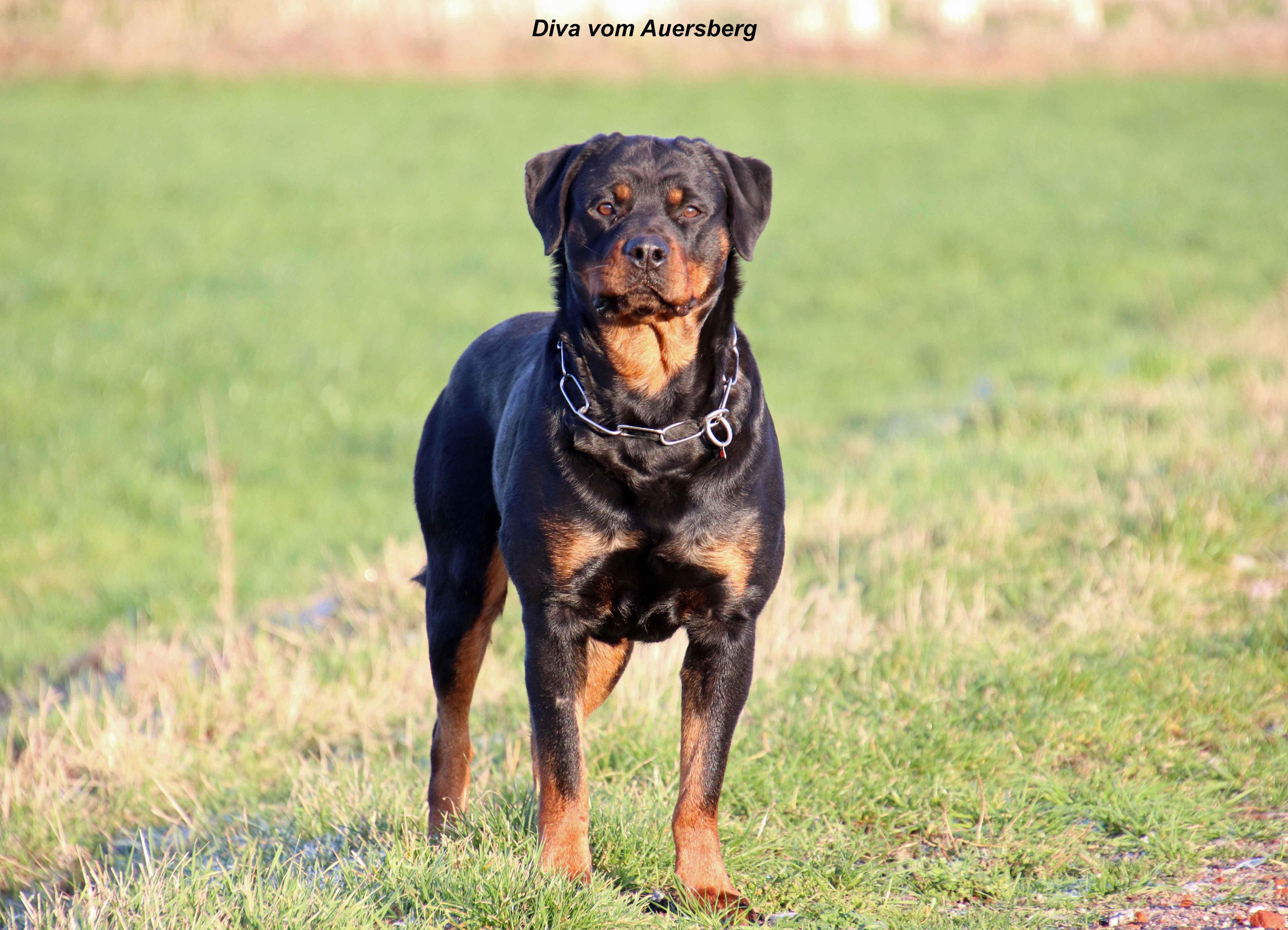 Rottweiler vom Brägeler Moor - Diva vom Auersberg