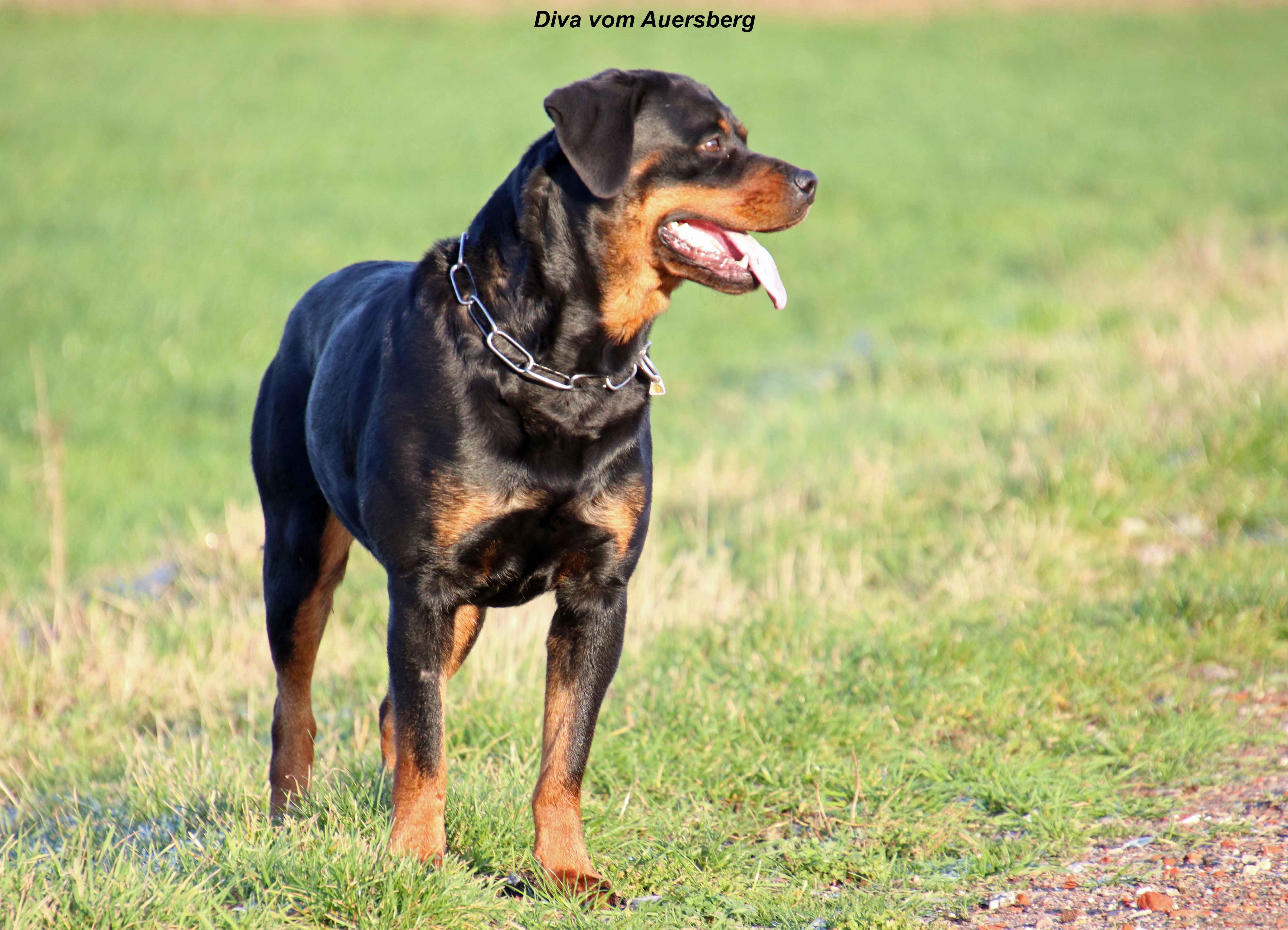 Rottweiler vom Brägeler Moor - Diva vom Auersberg