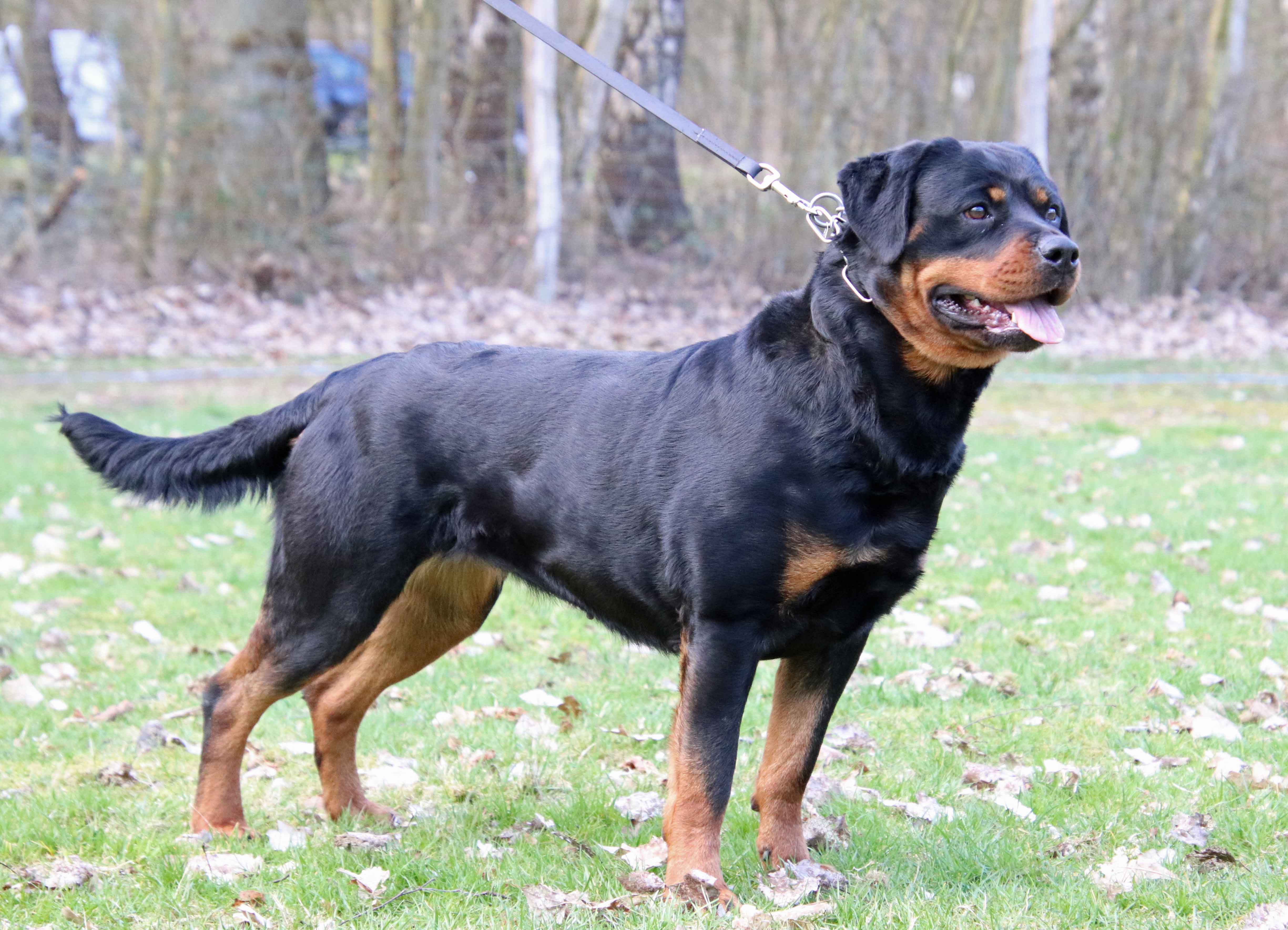 Rottweiler vom Brägeler Moor - Diva vom Auersberg